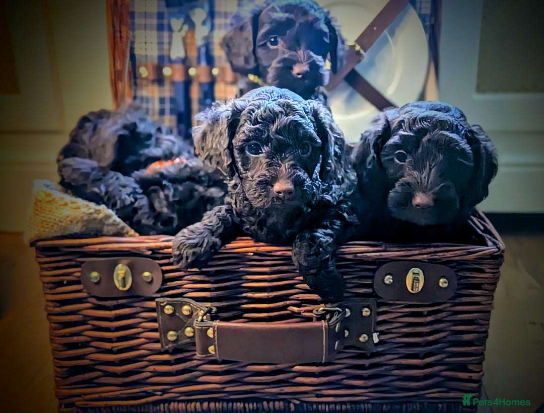 Cockapoo dogs for sale: 4 males and 1 female, chocolate coated cockerpoos  - Image 1