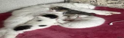 Mixed Breed cats for sale: Beautiful Scottish fold mix kittens 3 girls - Advert 9