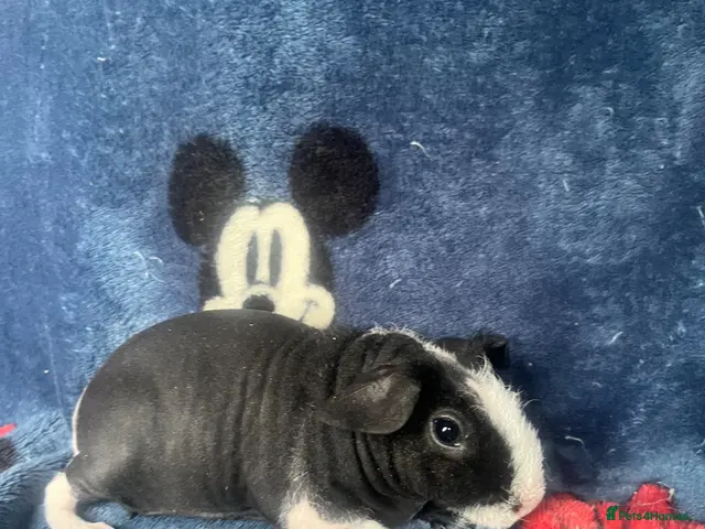 Guinea Pig rodents Beautiful skinny pig girls - Advert 5