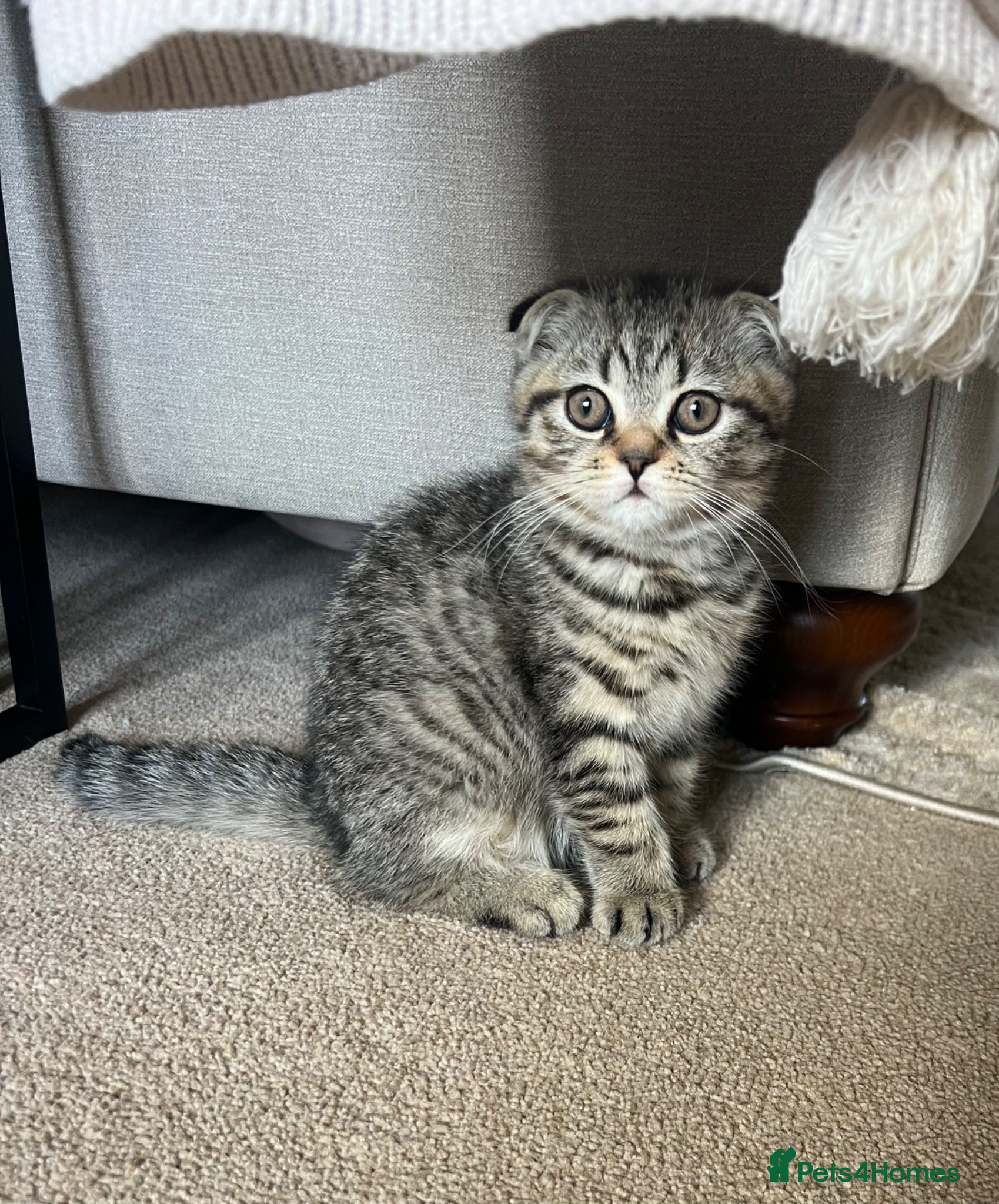 Scottish Fold cats 🌸 Scottish Fold Female Kitten  ready Now 🐾 - Advert 1