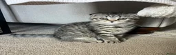 Scottish Fold cats for sale: 🌸 Scottish Fold Female Kitten  ready Now 🐾 - Advert 2