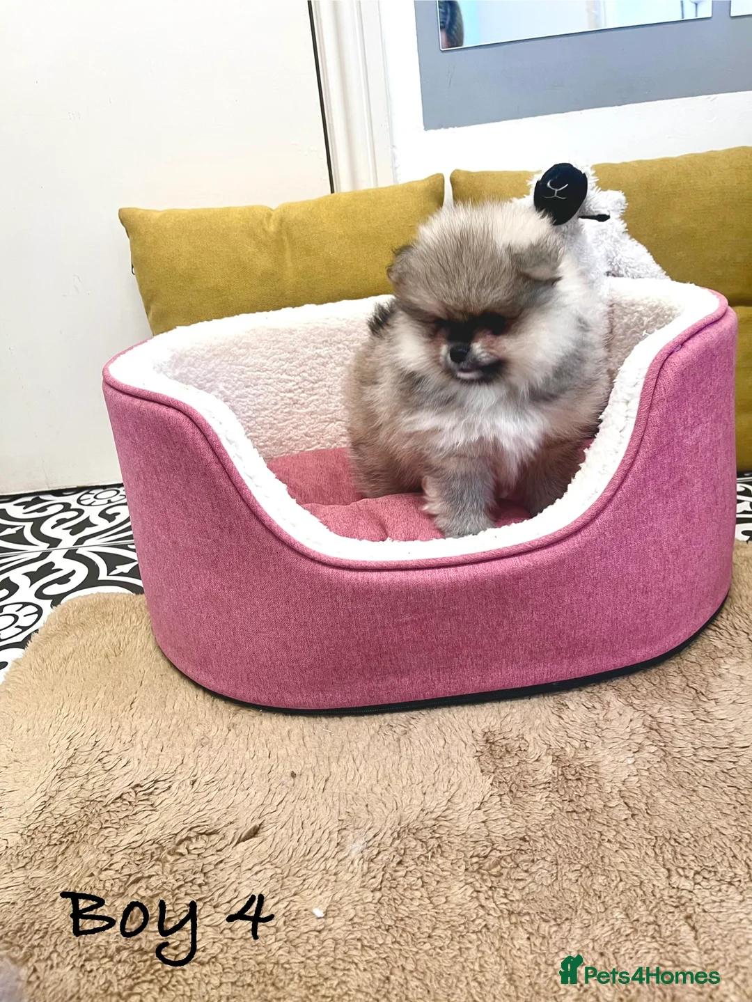 Pomeranian dogs for sale: Top Quality 🐻 Teddy Bears  - Advert 21