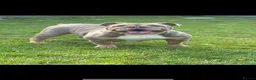 English Bulldog dogs for sale: British bulldog - Advert 4