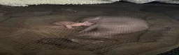 Sphynx cats for sale: Sphynx kittens lilac elf & pink dilute - Advert 2