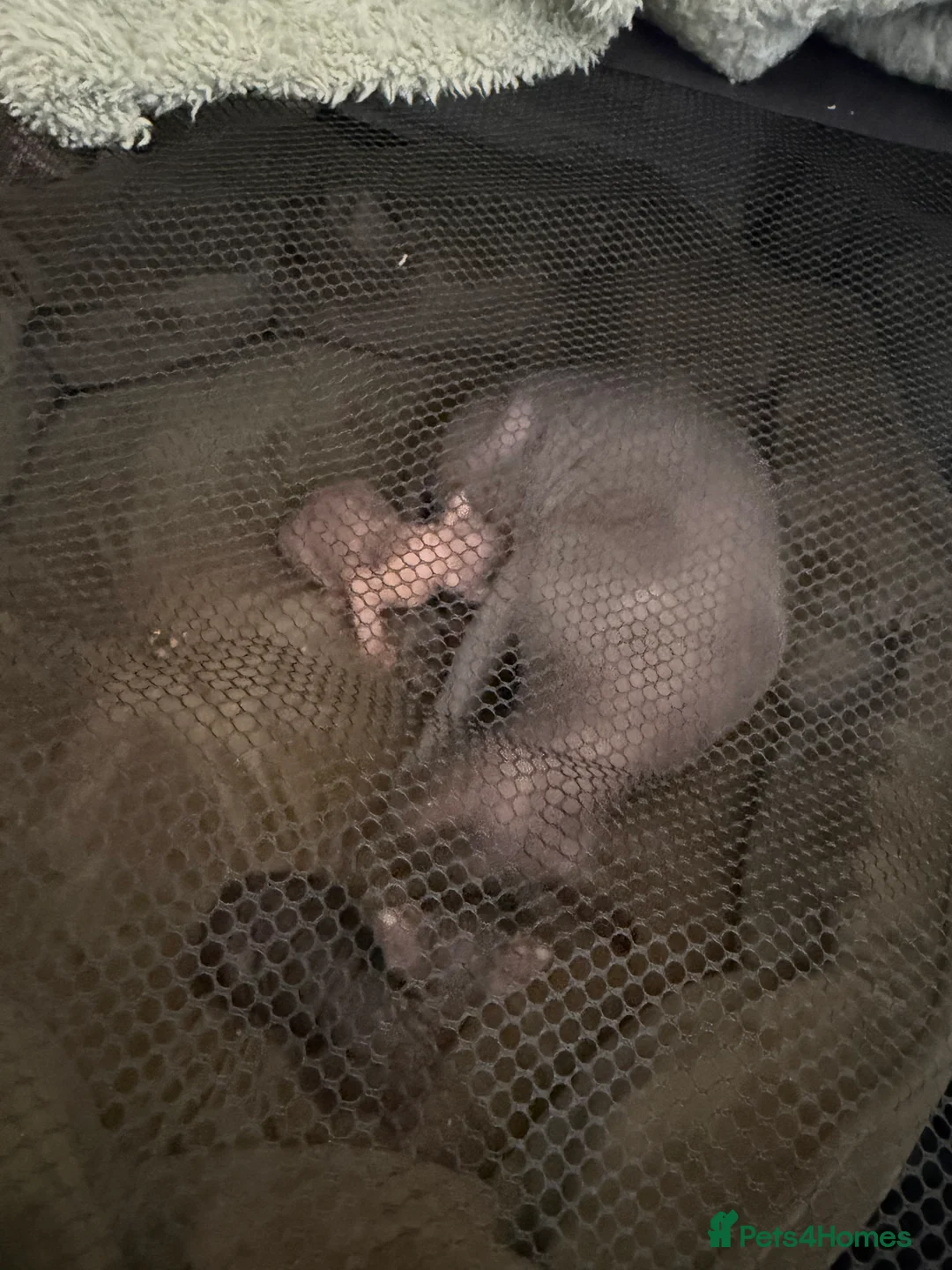 Sphynx cats for sale: Sphynx kittens lilac elf & pink dilute - Advert 2