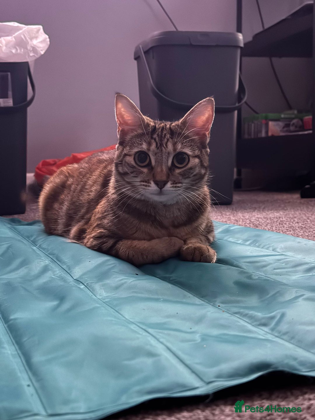 British Shorthair cats for sale: Whiskey - British Shorthair for sale - Advert 8