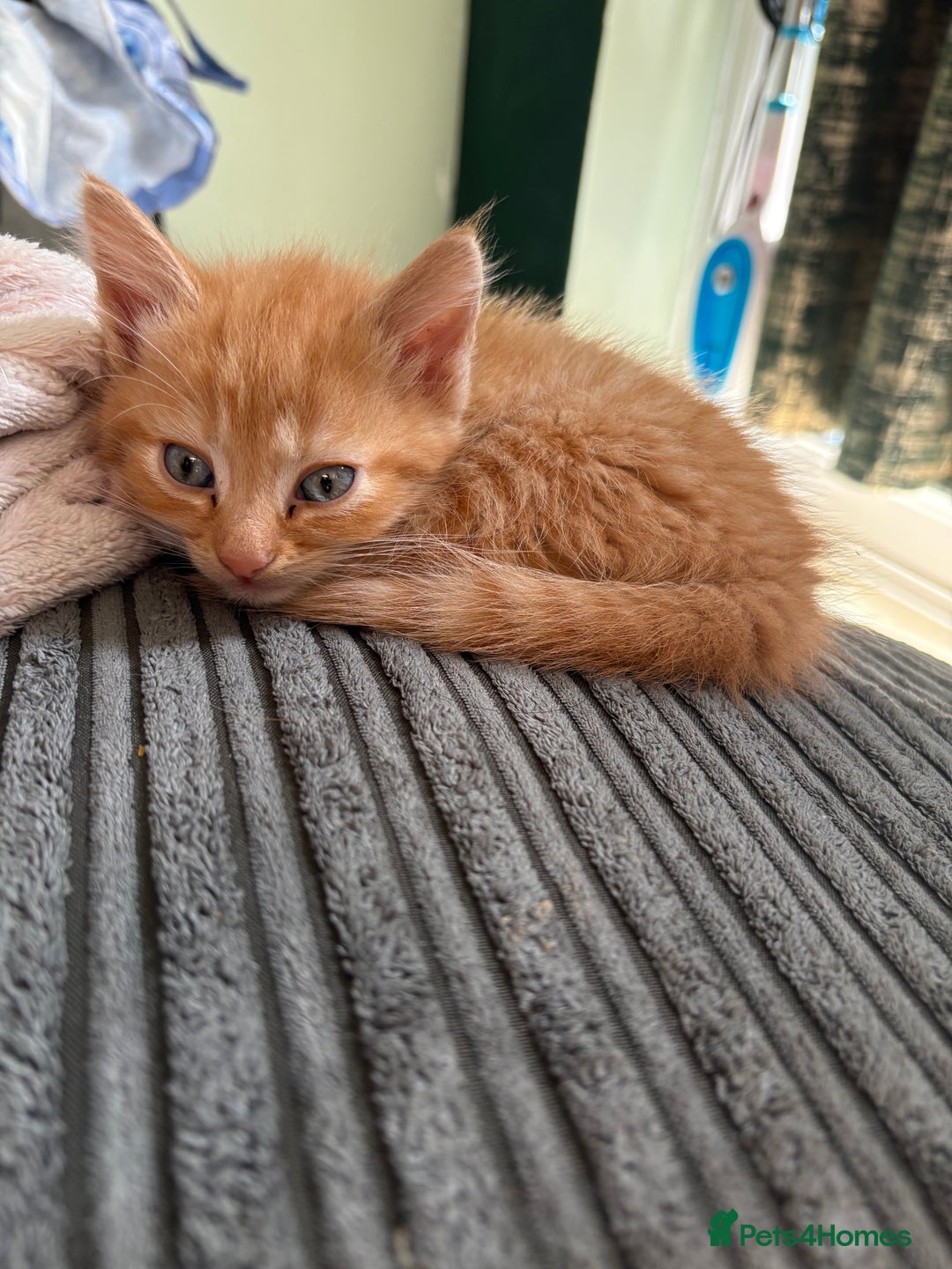 Mixed Breed cats for sale: (NEED HOMES) Beautiful kittens white/ginger - Image 16