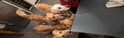 Golden Retriever dogs for stud: Golden Retriever Stud  - Advert 10