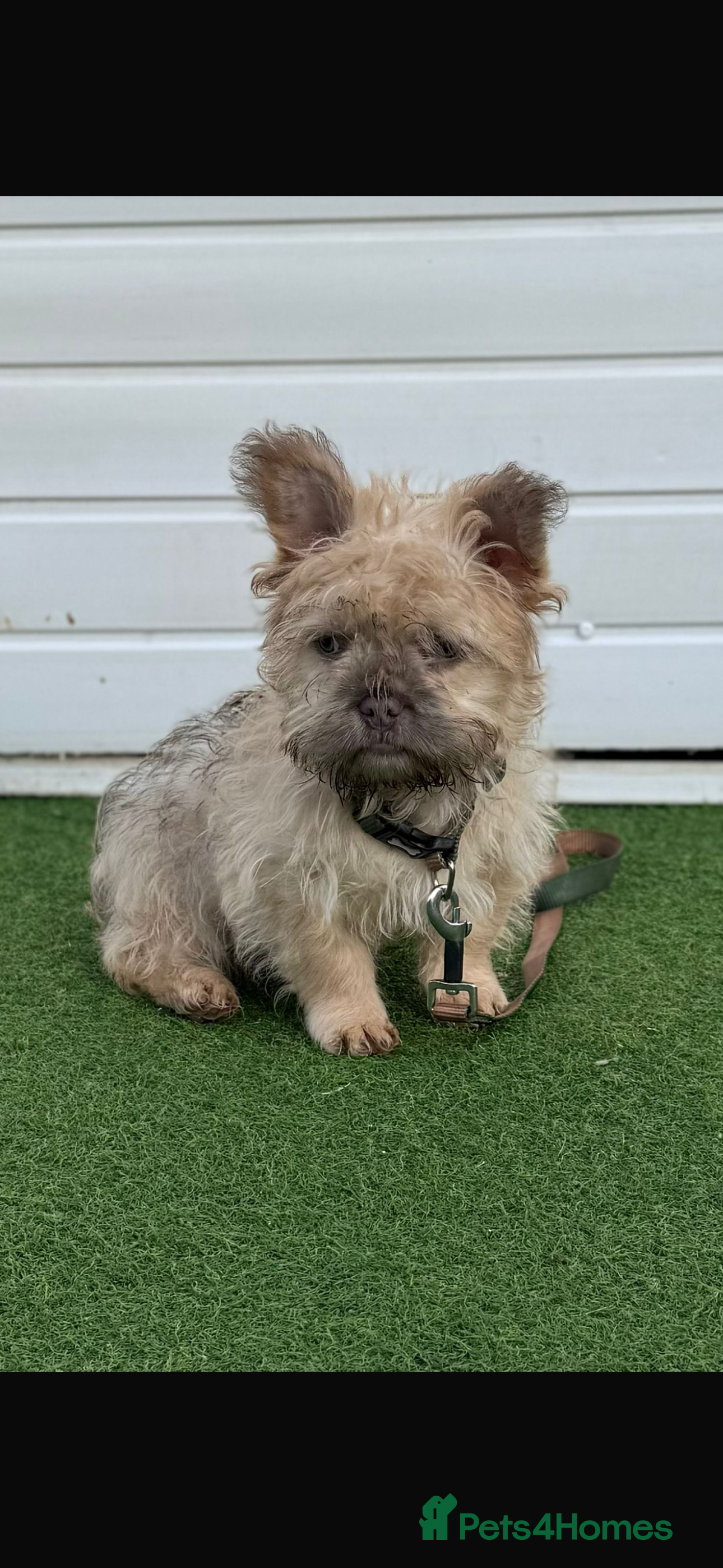 French Bulldog dogs Teddy bear floodle carrying pink - Advert 10