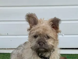 French Bulldog dogs Teddy bear floodle carrying pink - Advert 15