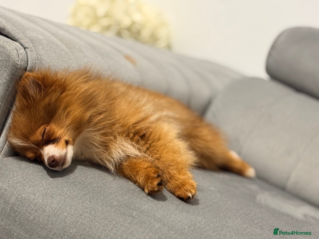 Pomeranian dogs for sale: Pomeranian dog  - Advert 5