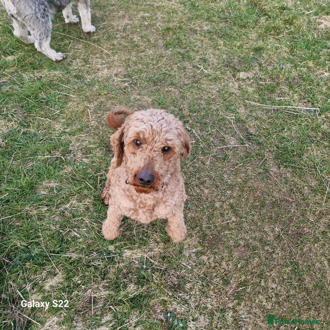 Cockapoo dogs for sale: Cockapoo - Advert 17