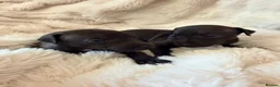 Italian Greyhound dogs for sale: Cutest Exceptional Five-Generation Pedigrees in Nottingham - Advert 8