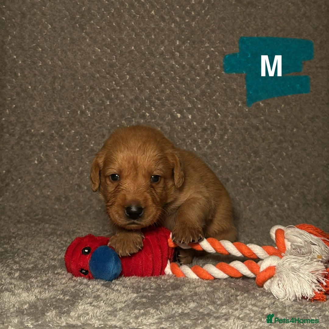 Labrador Retriever dogs for sale: Labrador Retriever Puppies - Raised in Family Home - Advert 32