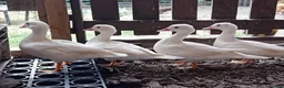 Ducks poultry for sale: 5x Beautiful Young Mandarin Ducks  - Advert 7