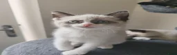 Siamese cats for sale: ❤️❤️❤️ Adorable blue-point Siamese kittens ❤️❤️❤️  - Advert 29