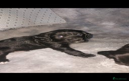 Sprocker dogs for sale: F1 SPROCKER SPANIELS ( 2BOYS LEFT)  - Image 6