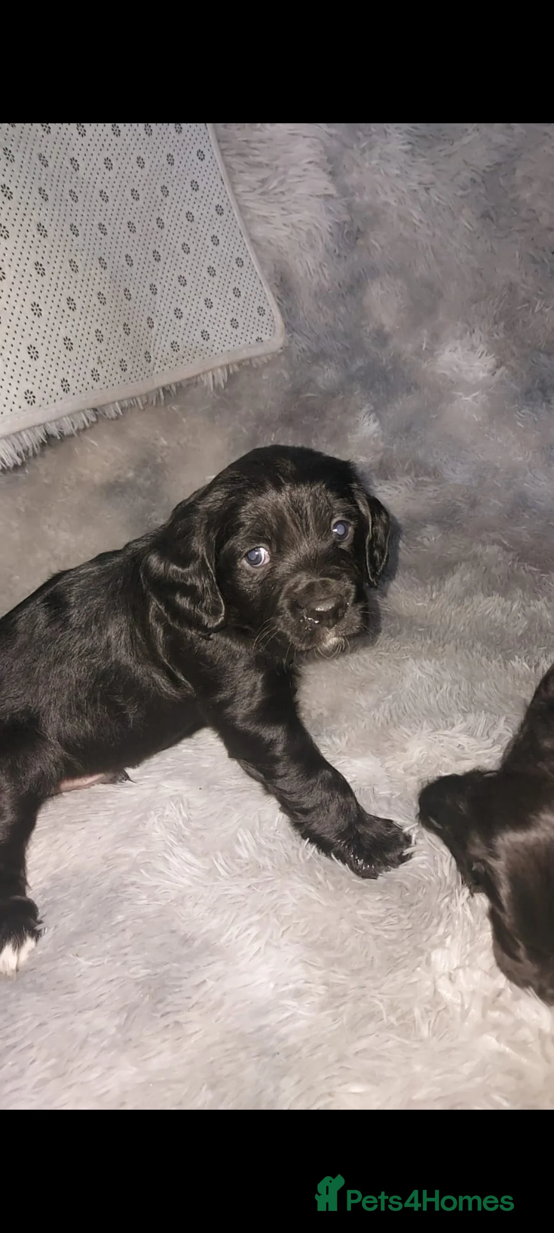 Sprocker dogs for sale: F1 SPROCKER SPANIELS ( 1 BOY LEFT )  - Advert 22