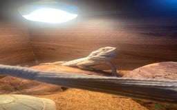 Bearded Dragon reptiles for sale: Bearded dragon  - Image 3
