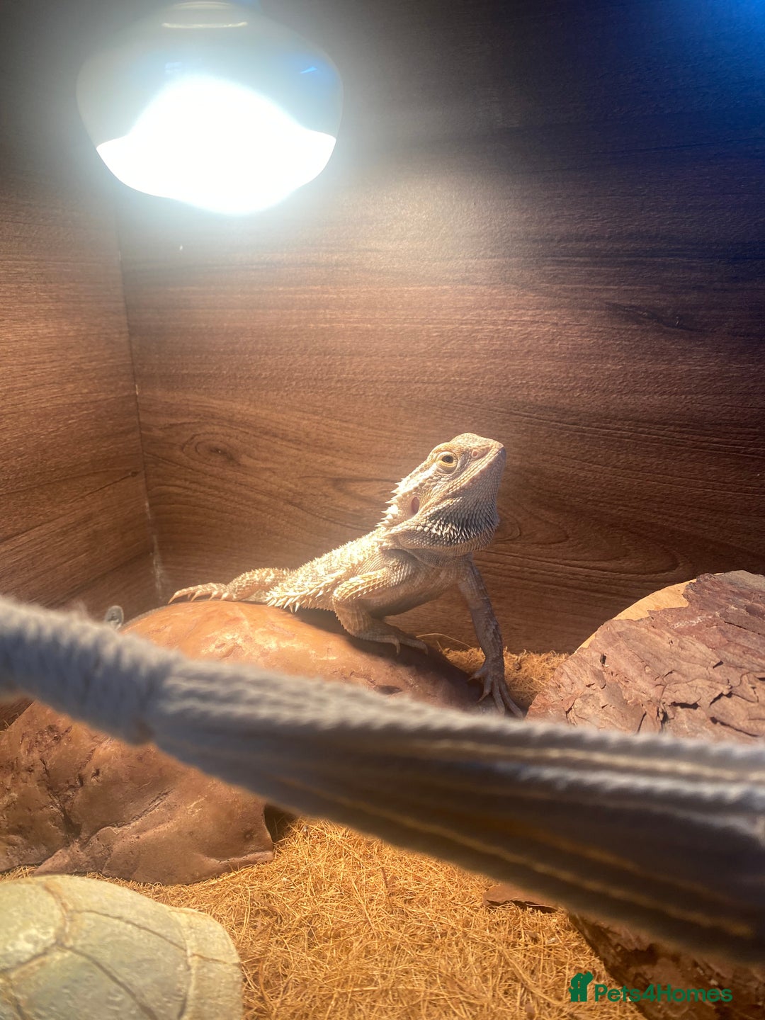 Bearded Dragon reptiles for sale: Bearded dragon  - Image 3