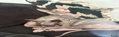 Sphynx 1