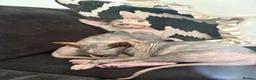 Sphynx cats for sale: darla and doris - Advert 6