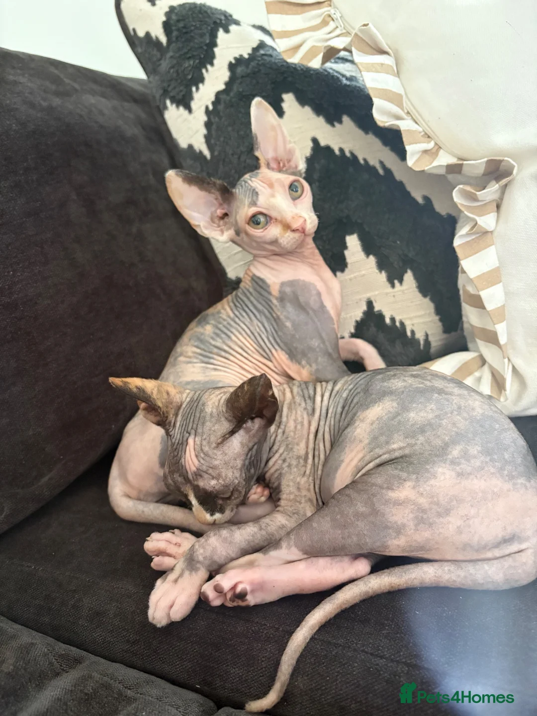 Sphynx cats for sale: darla and doris - Advert 6