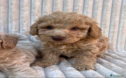 Maltipoo dogs for sale: Blue eyes F1 Maltipoo puppies - Image 15