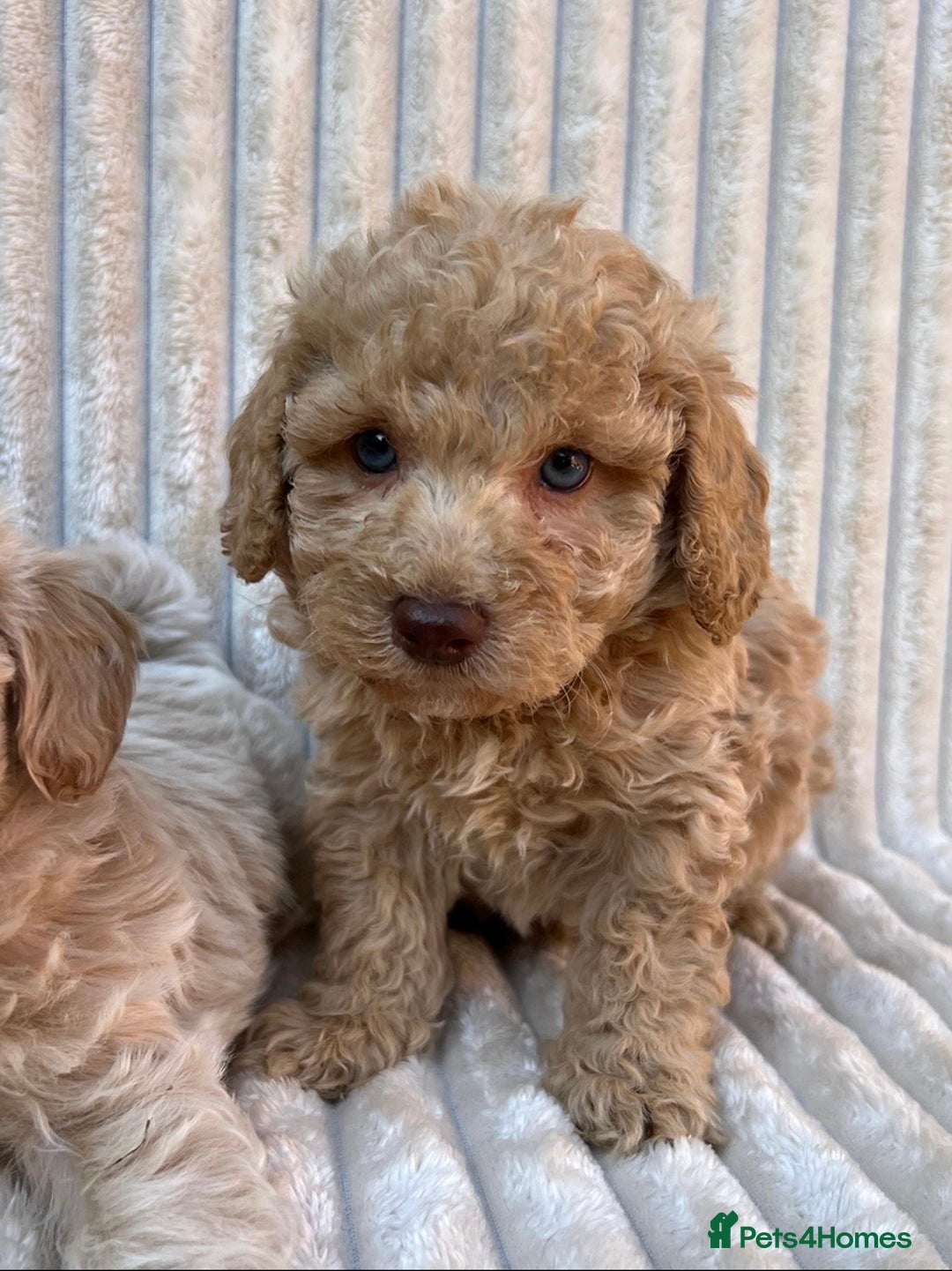 Maltipoo dogs for sale: Blue eyes F1 Maltipoo puppies - Image 15