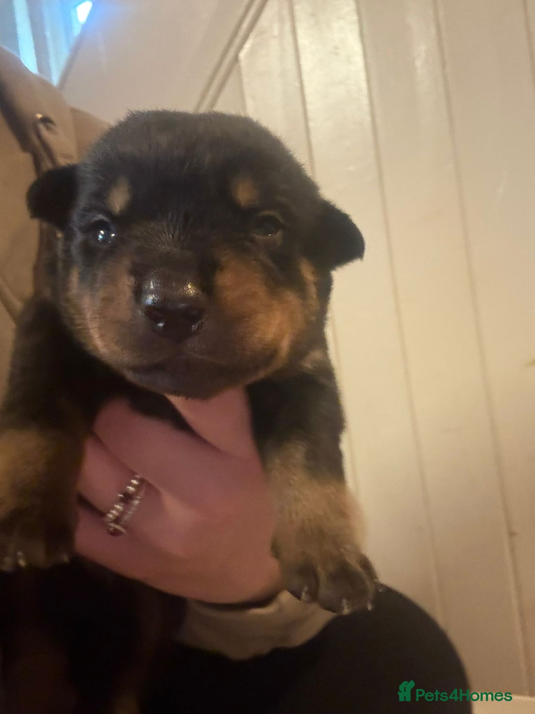 Rottweiler dogs for sale: Big beautiful Rottweiler puppies KC - Image 7