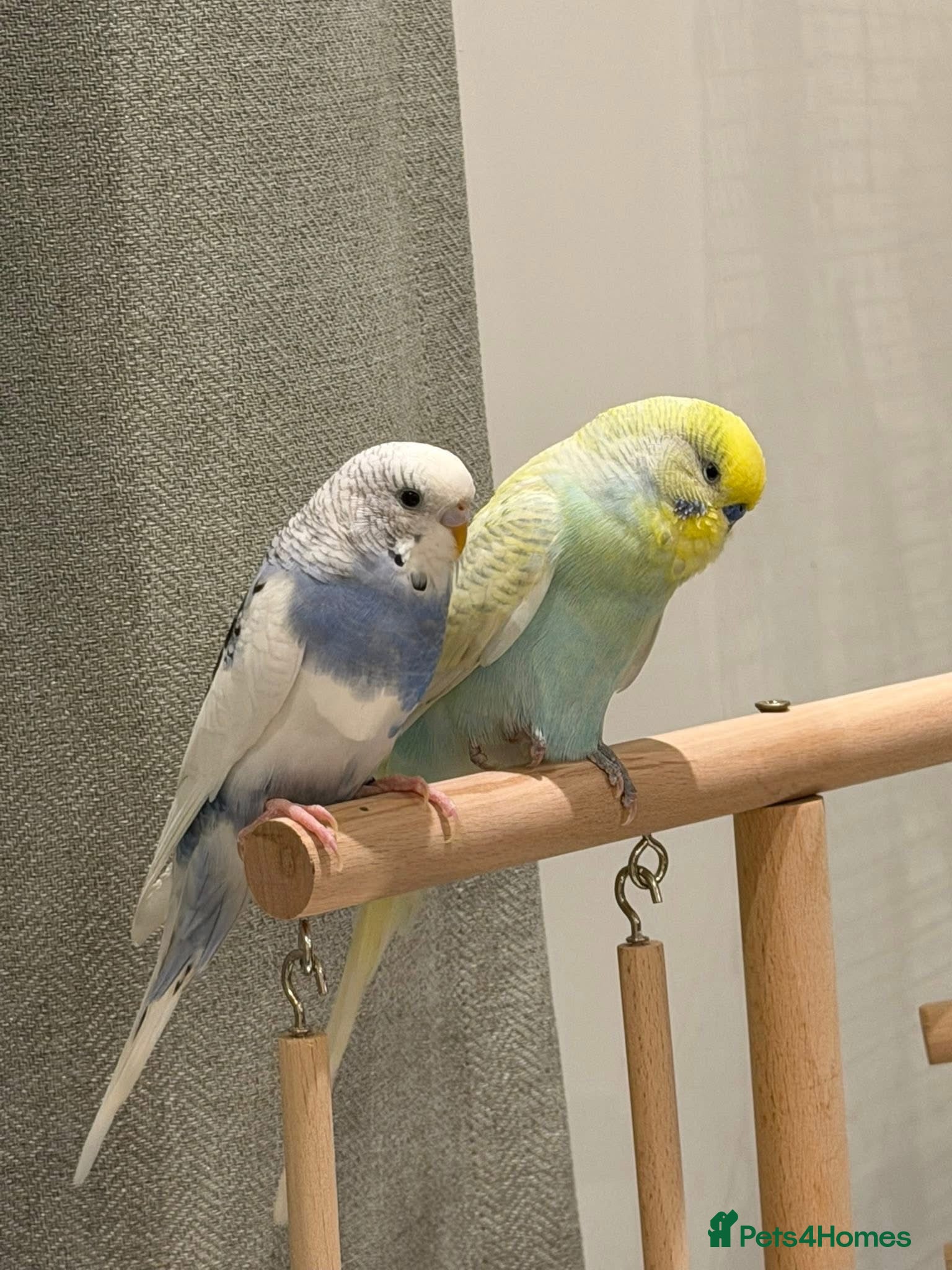 Budgerigars birds Budgies Looking for a Loving Forever Home - Advert 1