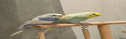 Budgerigars birds for sale: Budgies Looking for a Loving Forever Home - Advert 1