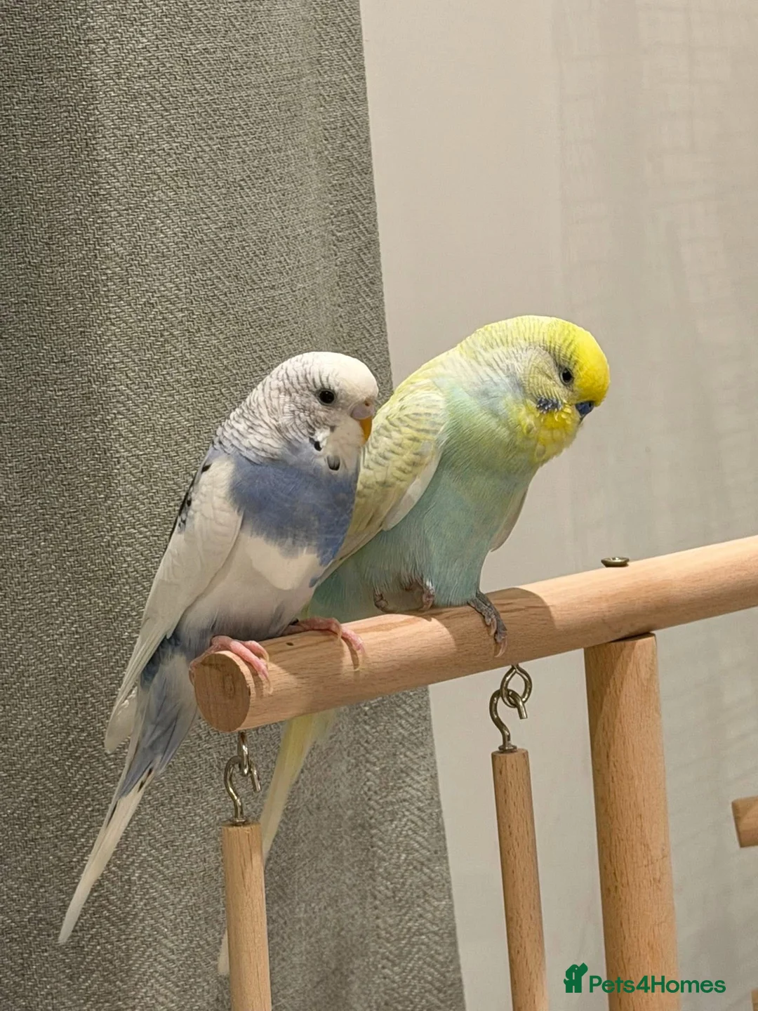 Budgerigars birds for sale: Budgies Looking for a Loving Forever Home - Advert 1