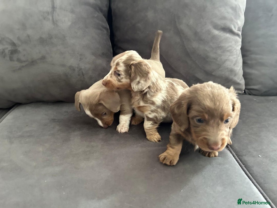 Miniature Dachshund dogs for sale: Beautiful champion miniature dachshunds - Image 2