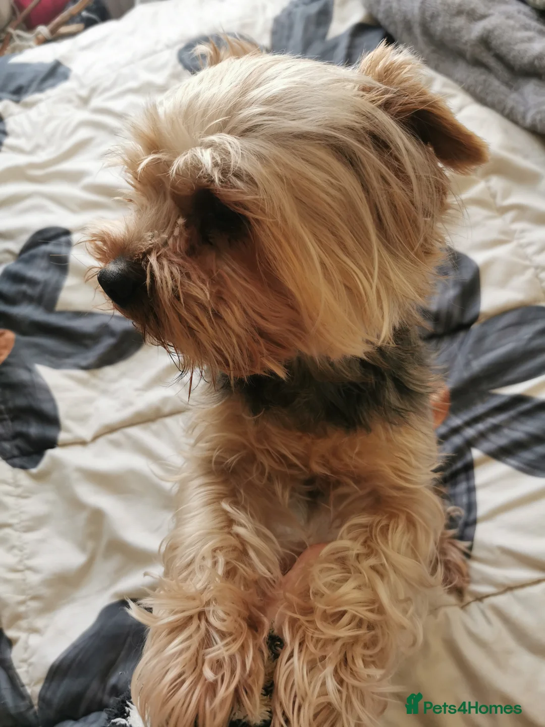 Yorkshire Terrier dogs for sale: Adult  - Advert 2