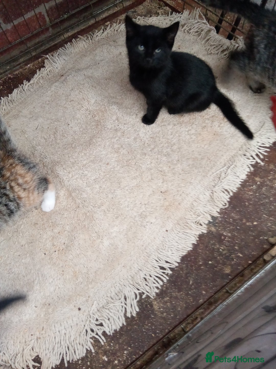 Mixed Breed cats for sale: Bonny kittens ready for their new home - Image 6