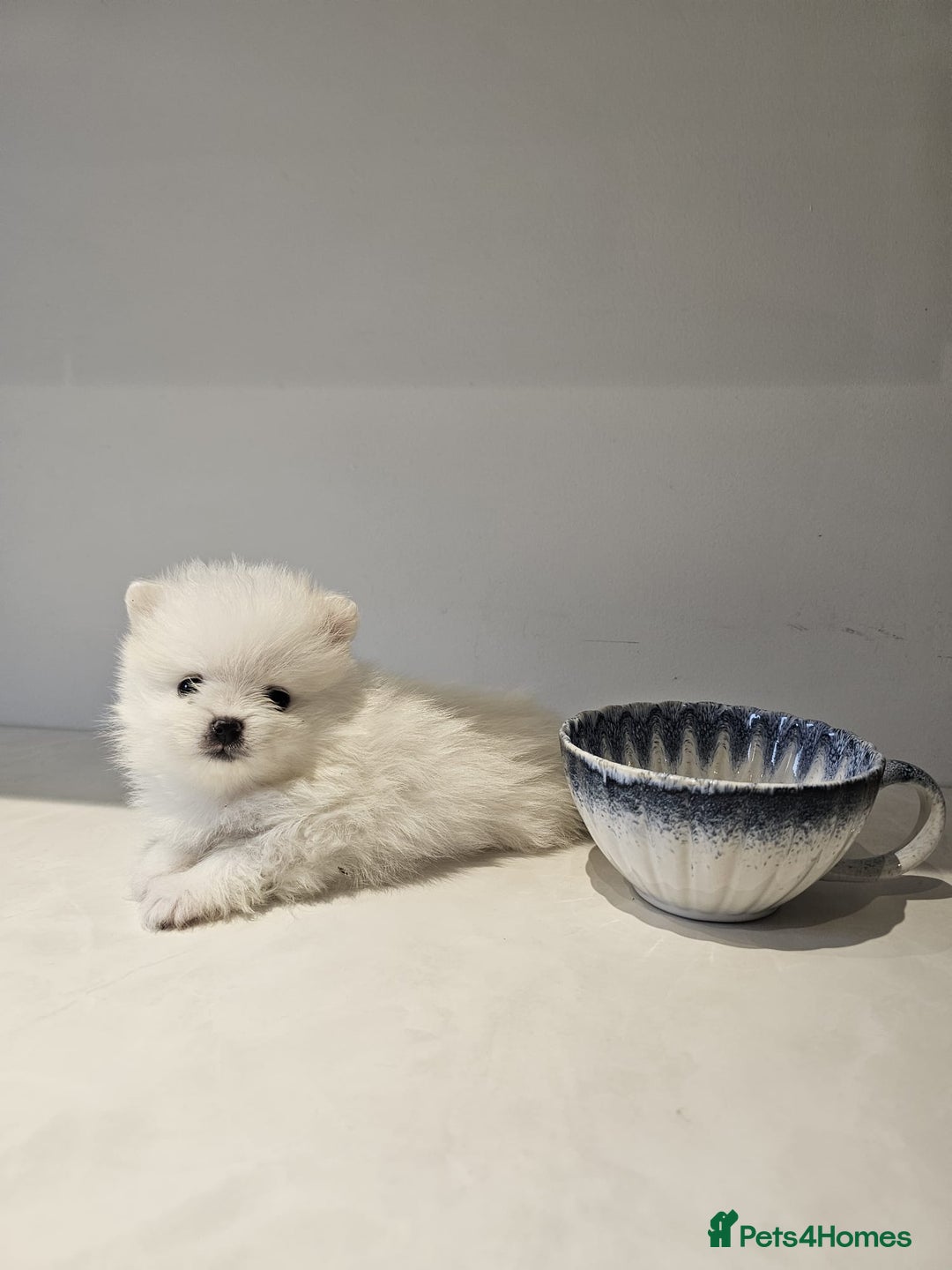 Pomeranian dogs for sale: Adorable mini Pomeranian ❤ - Advert 9
