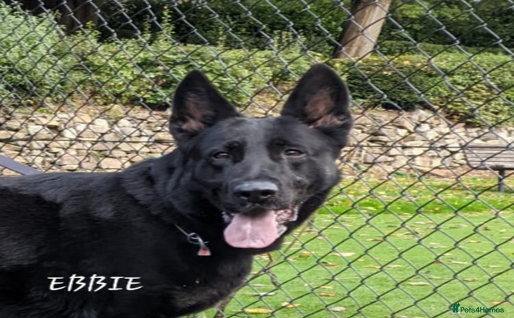 German Shepherd dogs - Advert 1