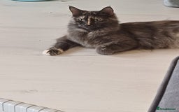 Mixed Breed cats for sale: Last gorgeous male boy - Image 6