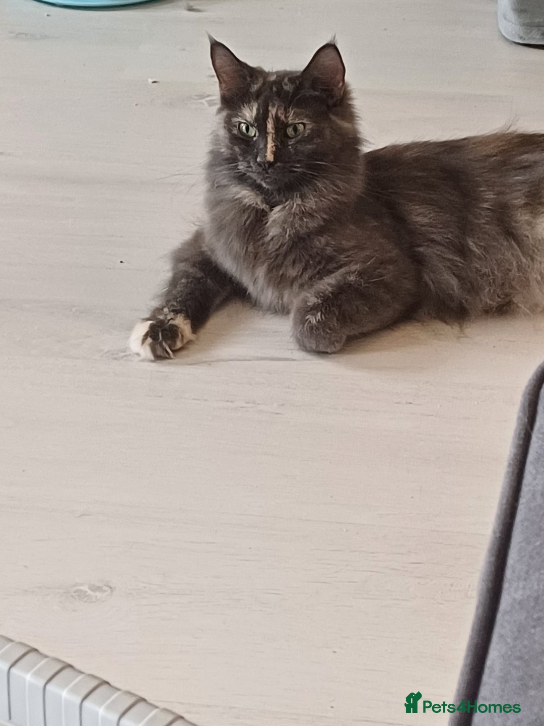 Mixed Breed cats for sale: Last gorgeous male boy - Image 6