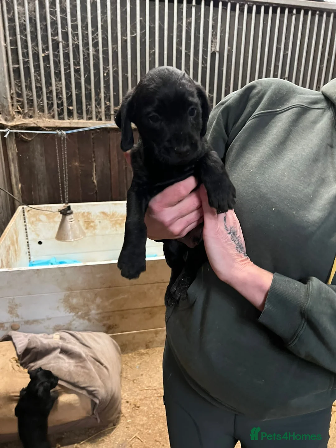 Mixed Breed dogs for sale: Cocker x Terrier puppies - Advert 5