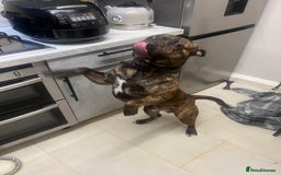 Mixed Breed dogs for sale: Stuffy - Image 8