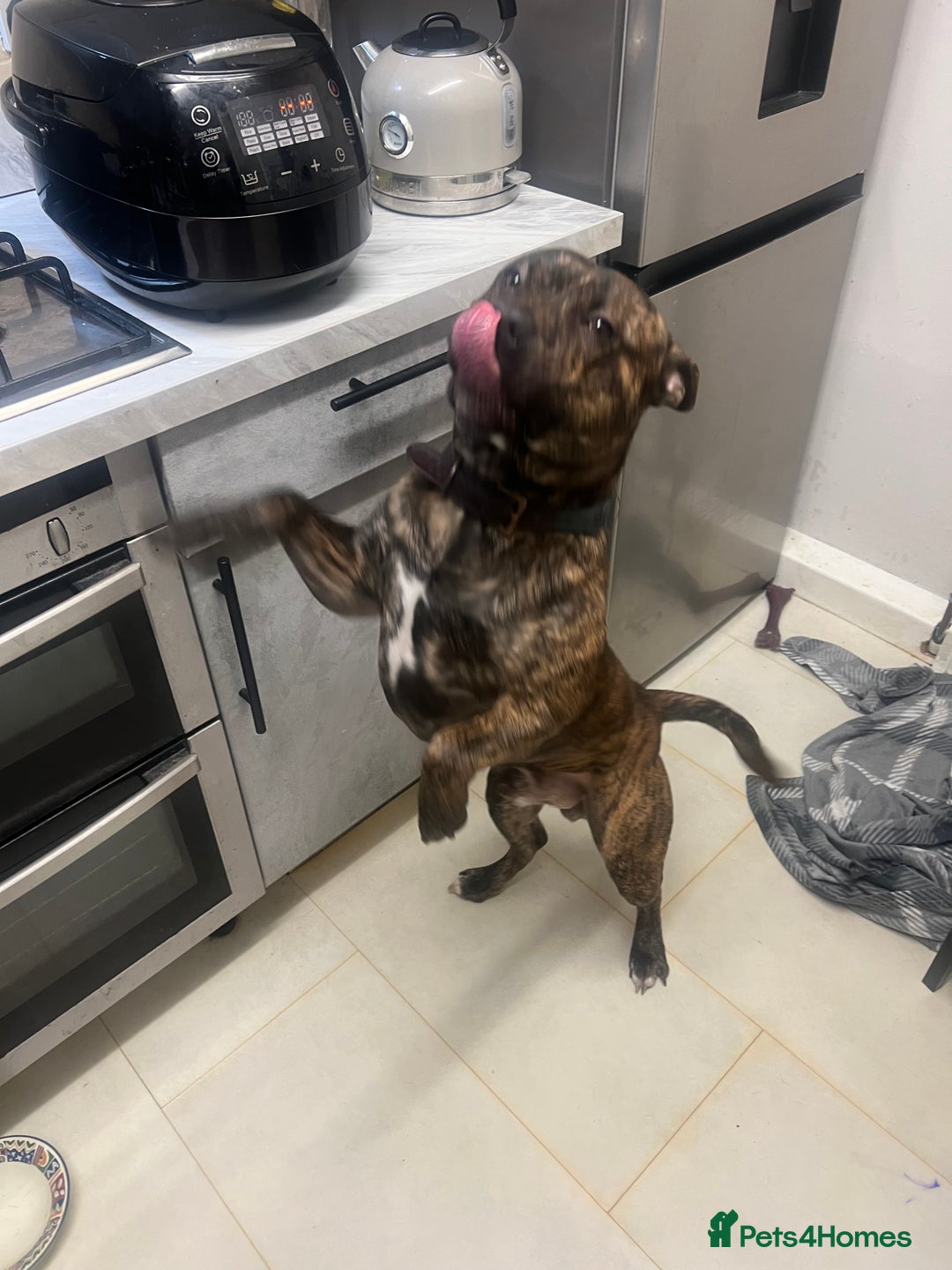 Mixed Breed dogs for sale: Stuffy - Image 8