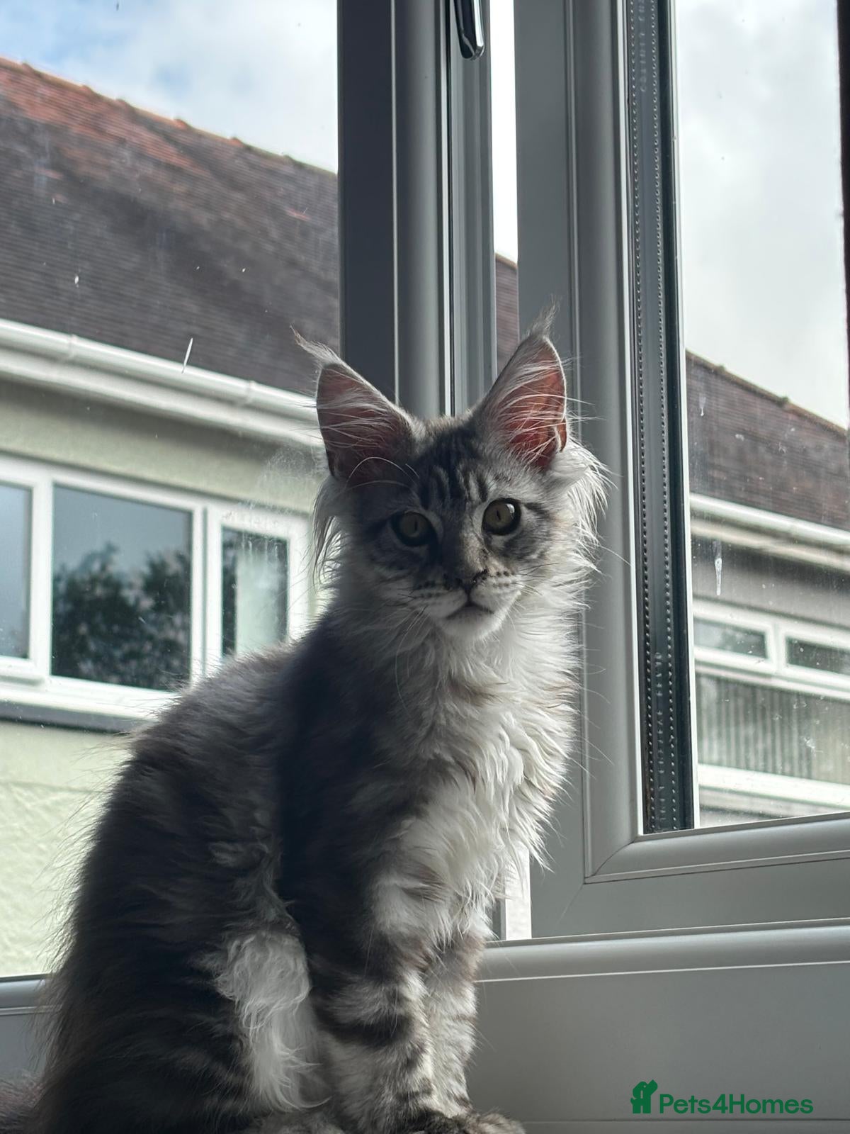 Maine Coon cats One beautiful full Maine Coon Girl - Advert 18