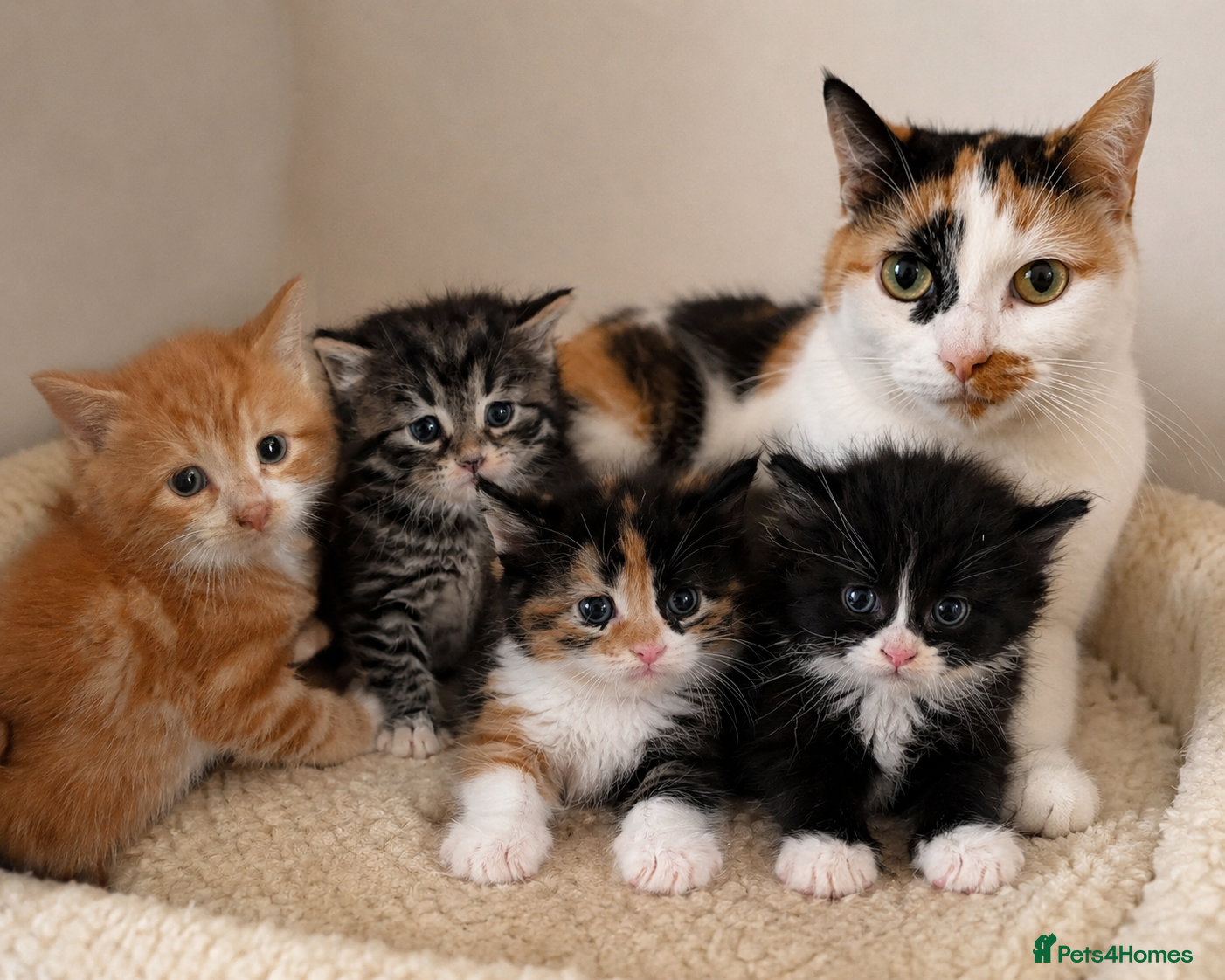 British Shorthair cats CUTE KITTENS  - Advert 1