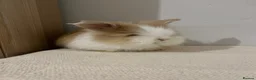 Angora rabbits for sale: Teddy widder ready for 2th Nov - Advert 13