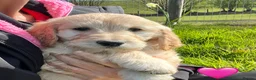 Goldendoodle dogs for sale: Stunning Goldendoodle Puppies - Advert 19