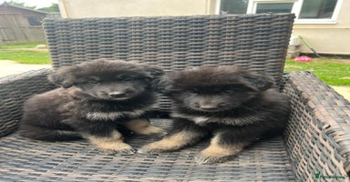 Mixed Breed dogs - Advert 15