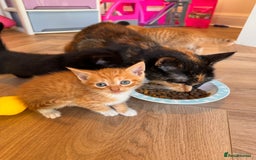 British Shorthair cats for sale: 6 British shorthair/calico kittens ready now - Image 4