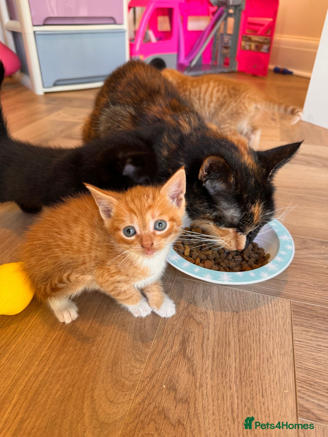 British Shorthair cats for sale: 6 British shorthair/calico kittens ready now - Image 4
